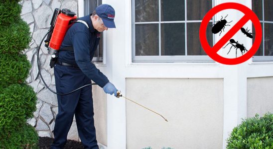 Taraklı Uçan Haşere İlaçlama böcek ilaçlama ve haşere kontrolü — ilaclama-tr.com